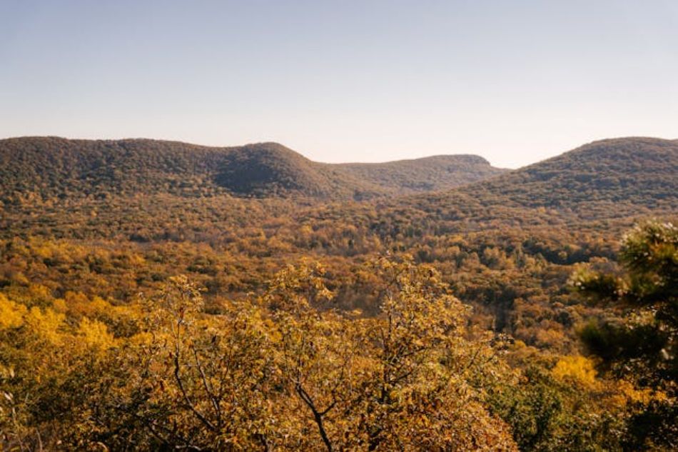 Monte Amiata: where mushrooms hide under golden leaves